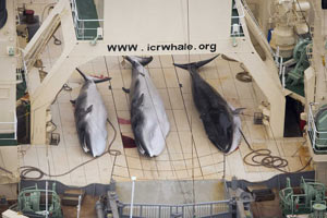 Whale stranded by typhoon is helped back into ocean