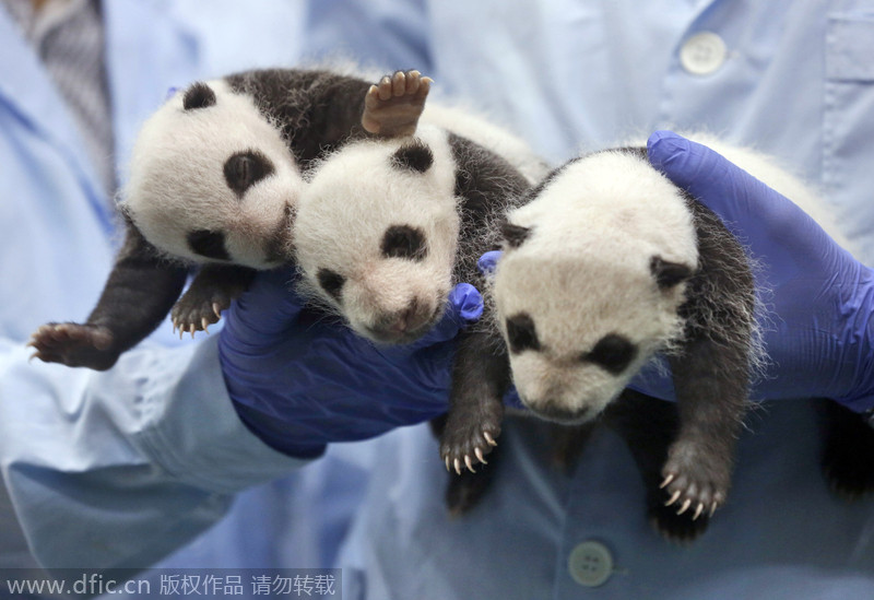 Rare panda triplets turn one-month-old