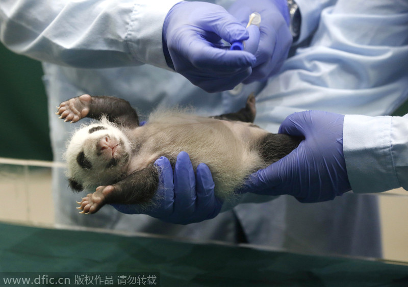 Rare panda triplets turn one-month-old