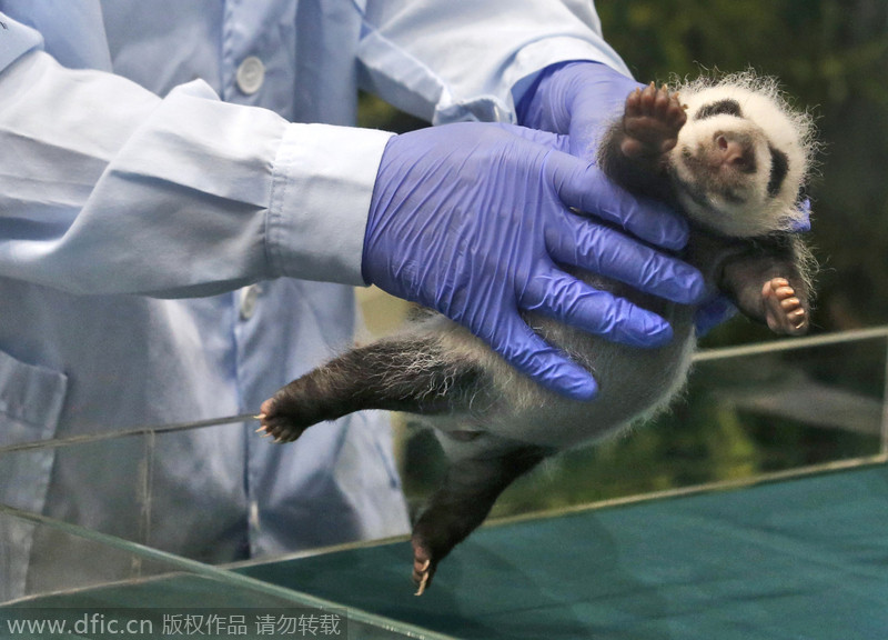 Rare panda triplets turn one-month-old