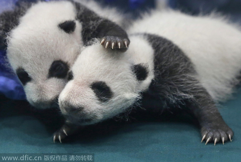 Rare panda triplets turn one-month-old