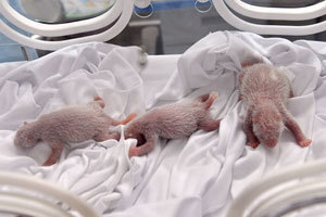 Rare panda triplets turn one-month-old