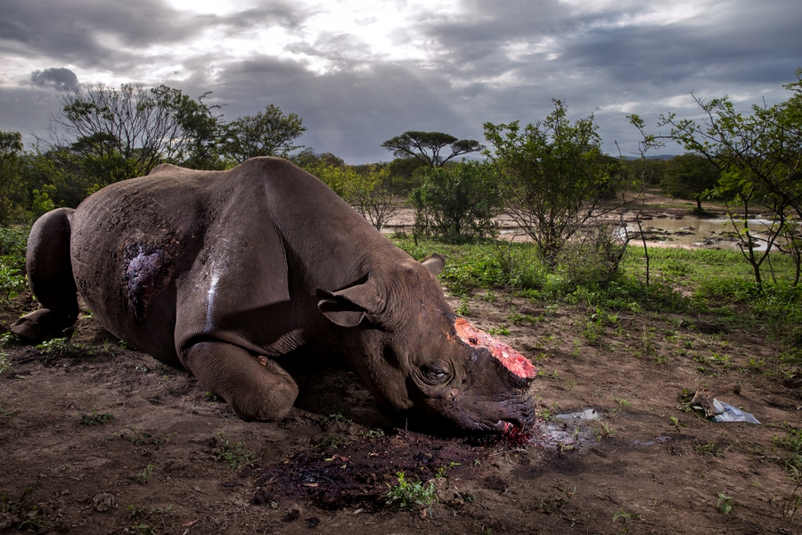 World Press Photo award winners