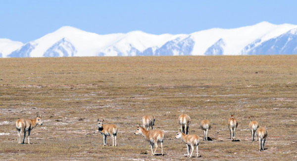 Wild animals thrive in Hoh Xil Nature Reserve