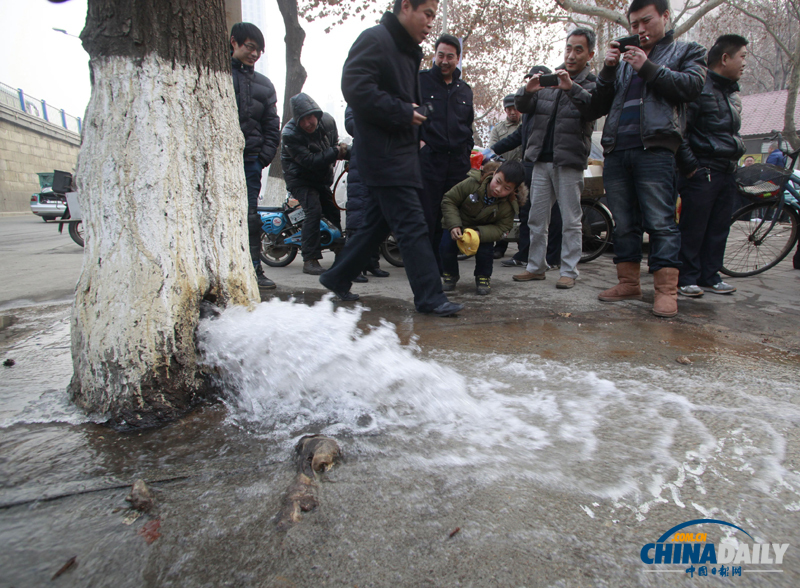 济南首现大树“吐水”奇观