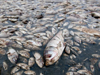 康师傅联手日企试水奶粉市场