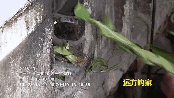 德丰利达南阳淅川坐禅谷景区登陆CCTV-4