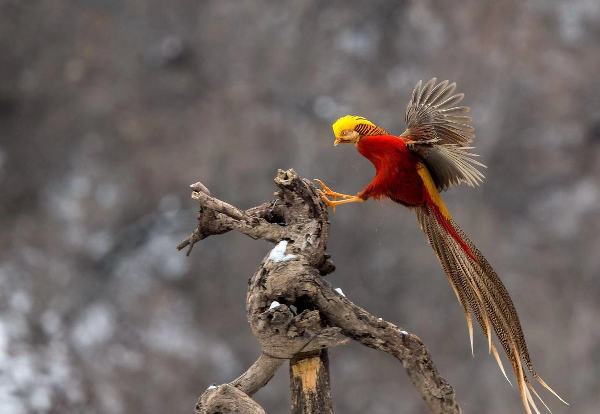 Rare birds caught on camera