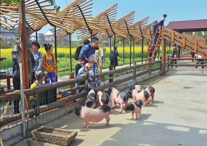 Pig farm brings home the bacon by branching out into tourism