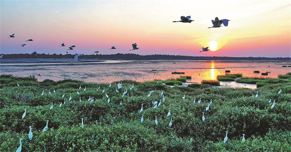 Mangroves restored to promote green advancement