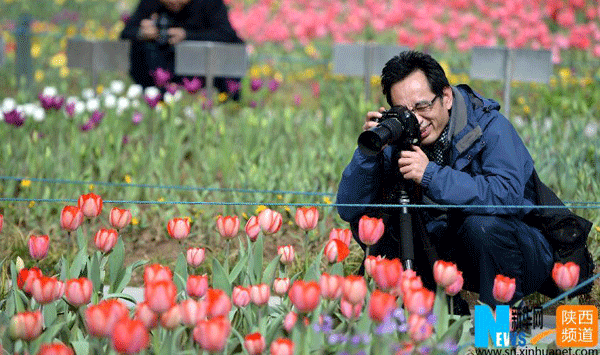 Tulips add fragrance to Xi'an spring