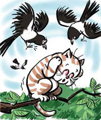 Cat picks fight with magpies, and loses