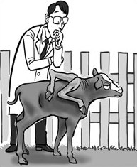 Rare genetic variation keeps calf from farm work
