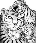 Baby tigers have short time with mom