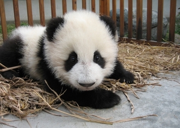 Pandas evacuated in face of quake risk