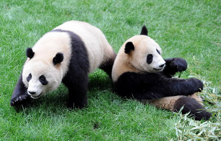 Pandas moving to new home