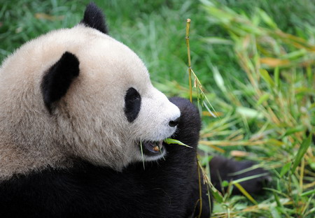 Pandas moving to new home