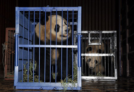 Pandas moving to new home