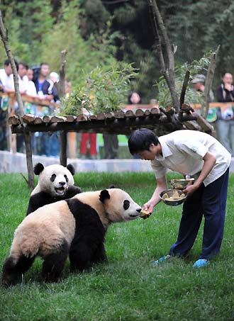 Pandas moving to new home
