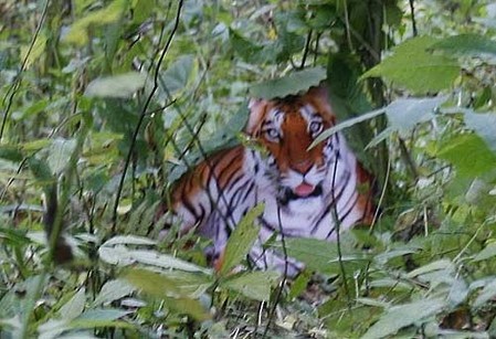 Shots of tiger in the wild not real