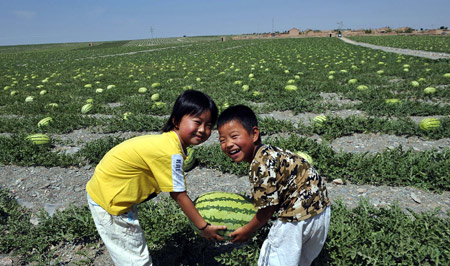 Watermelons harvest on sand fields