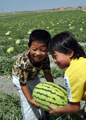 Watermelons harvest on sand fields