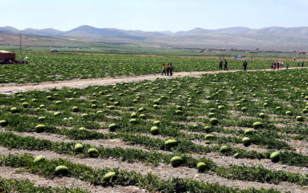 Watermelons harvest on sand fields