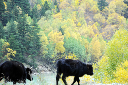Mt. Qilian presents appealing autumn view