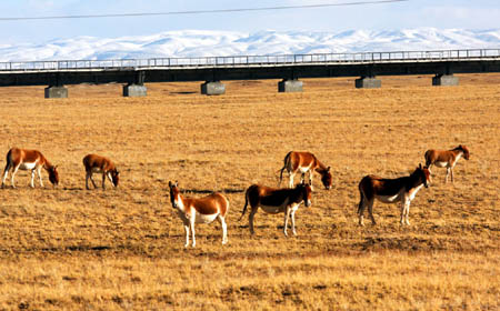 Wild asses graze beside Qinghai-Tibet railway