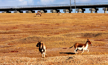 Wild asses graze beside Qinghai-Tibet railway