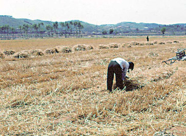 Reaping rich memories that flow through a village