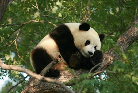 Pandas settled in 'second home'