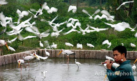 Flute player for birds at Chongqing wildlife park