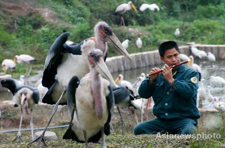 Flute player for birds at Chongqing wildlife park