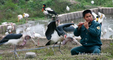 Flute player for birds at Chongqing wildlife park