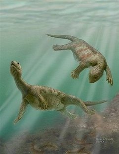 220m-year-old turtle fossils found in Guizhou