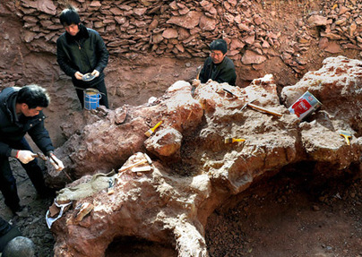 Huge dinosaur fossils discovered in C China