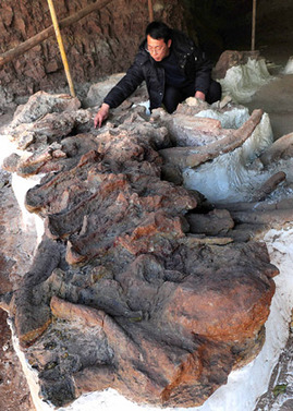 Huge dinosaur fossils discovered in C China