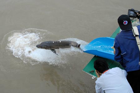 Police arrest poachers for killing 10 sturgeons