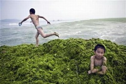 Shandong sees decline in exports of aquatic products