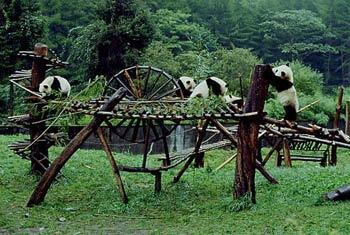 Reconstruction of Sichuan panda protection base to kick off soon