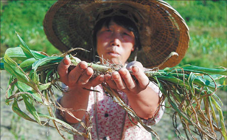 Scientists planting seed of hope