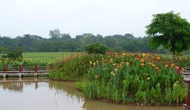 The brilliant flower garden