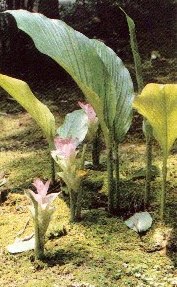 Zingiberaceae