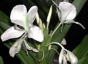 Zingiberaceae