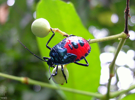 XTBG insect show