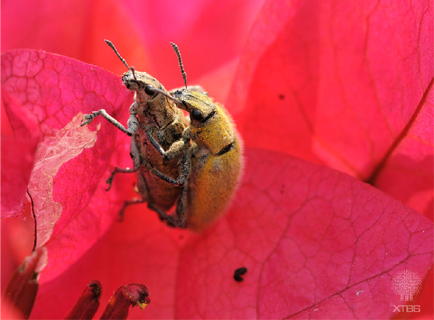 XTBG insect show