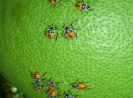 XTBG insect show
