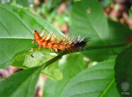 XTBG insect show