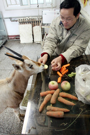 Injured oryx gazella gets on normal life